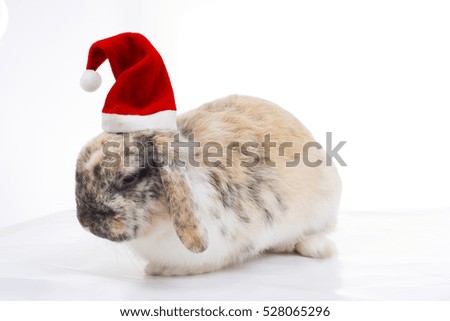 Special orange black pattern rabbit with christmas hat. Cute bunny lop wear santa claus hat to illustrate christmas holiday in studio white background. Merry christmas!
