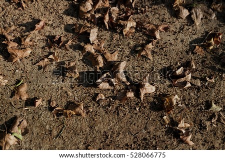 Fallen leaves from a maple tree in sunlight. autumn maple leaves on the ground