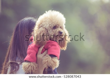 Toy Poodle playing with its female master in a park.