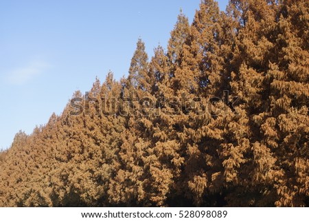 Autumn leaves tree, Metasequoia glyptostroboides, the dawn redwood at Sagamihara Prefectural Park
