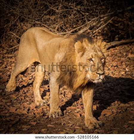 Asiatic Lion is a lion subspecies that exists as a single population in India's Gujarat state. Endangered in wildlife