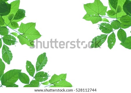 Green leaf white background.