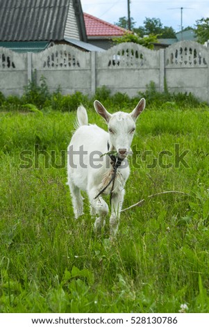 goats playing on the green grass 