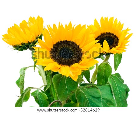 Bright sunflower isolated on white background