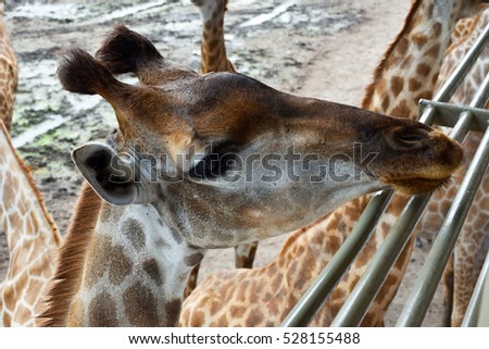 Giraffe in Open Zoo