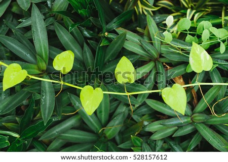 The leaves are heart-shaped. Green natural plant background.