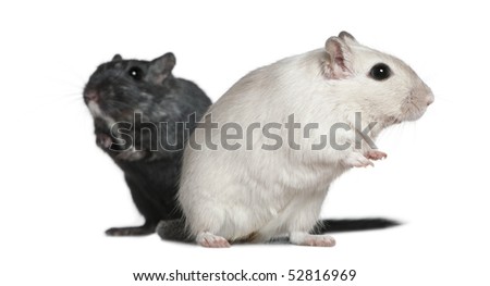 Two Gerbils, 2 years old, in front of white background