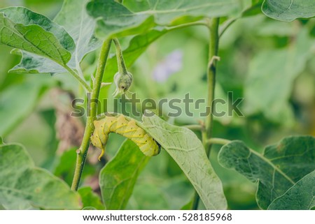 caterpillars or larvae of the butterfly caterpillar means. Caterpillars eat leaves