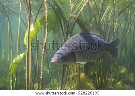 Freshwater fish carp (Cyprinus carpio) in the beautiful clean pound. Underwater shot in the lake. Wild life animal. Carp in the nature habitat with nice background with water lily. Royalty-Free Stock Photo #528220195