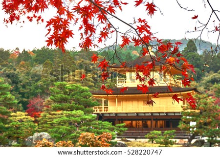 Close up picture of Japanese maple branch. The Golden Pavilion or Kinkakuji temple was seen as background of picture.