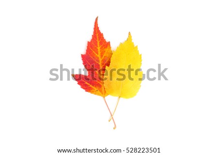 collection of yellow and red leaves closeup
