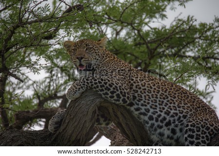 Leopard resting in the tree, Serengeti, Tanzania, Africa