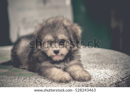 Shih Tzu mix Pomeranian puppy dog on marble table, cute pet in home - vintage effect style pictures
