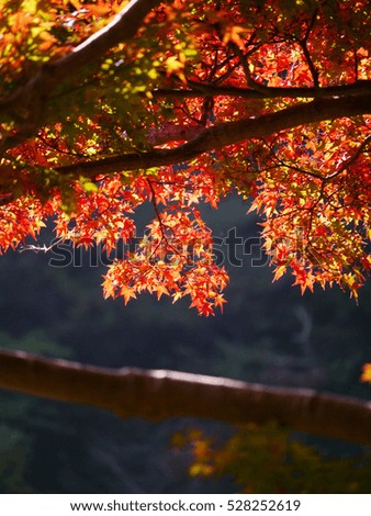 Leaves of colored maple, Kyoto, Japan