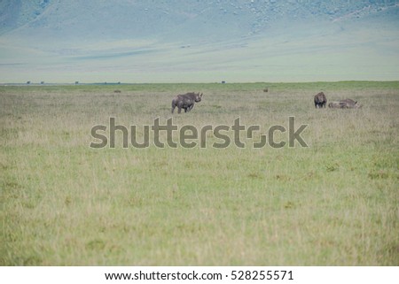Endangered  black rhinoceros (Diceros bicornis) in the Ngorogoro Crater, Tanzania, Africa