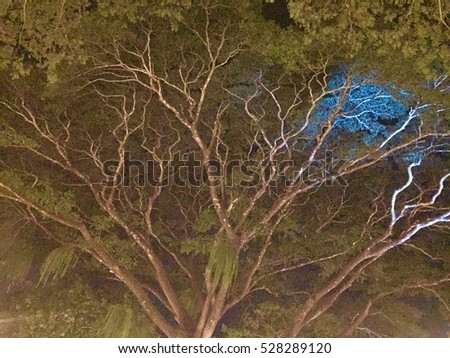 Photo Night trees brake Ground