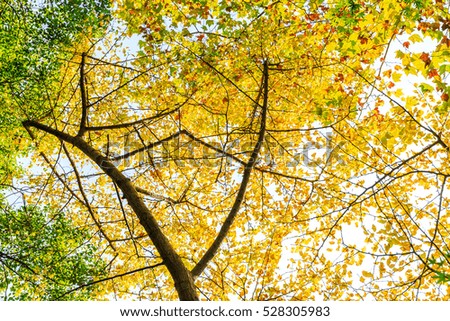 Ginkgo leaves in autumn color