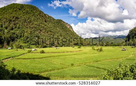 Rice field in Chiangmai province
