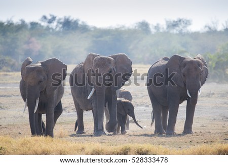 Family elephants in dusty  Amboseli National Park Kenya