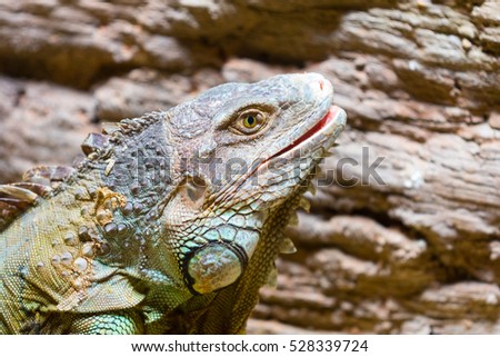 Close-up head iguana.