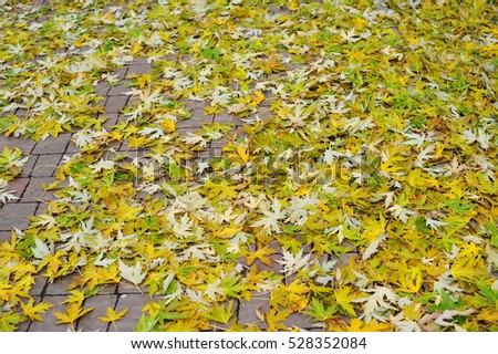 background of maple leaves in a Park on earth, yellow, green leaves in autumn Park