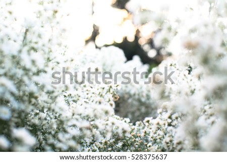 Flowers grass blurred bokeh background 