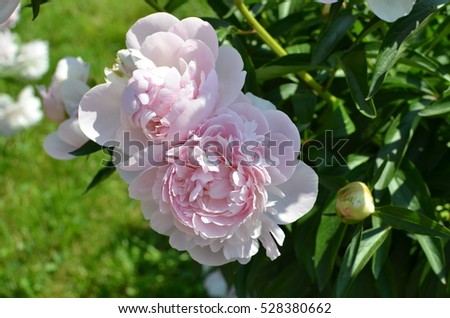 Beautiful blooming pink peony flowers in spring in the garden