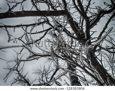 Trees covered with snow and frost