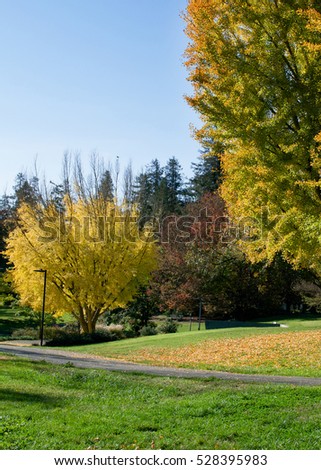 Panoramic view of the gingko trees in the Autumn at the UC Davis arboretum, Davis, California, on a sunny morning, displaying bright yellow leaves