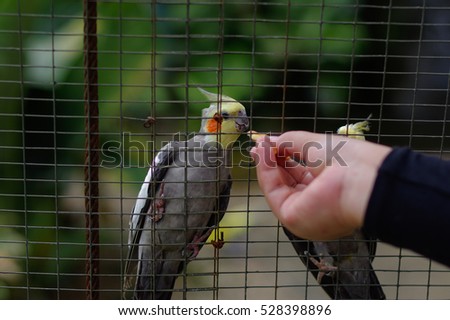 hand is fedding a grey parrot in cage. cockatoo parrot in captivity