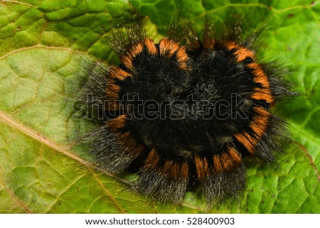 caterpillar of a moth
