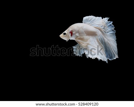 Capture the moving moment of HalfMoon siamese fighting fish isolated on black background. Betta fish,Betta splendens,Gifts for Arabs,Thailand Culture be alive,Gifts for Europeans