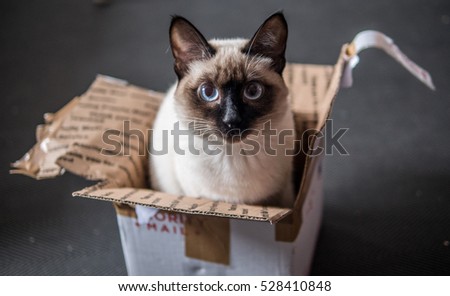 Playful cat sitting in a cardboard box with a sign saying "Priority mail"