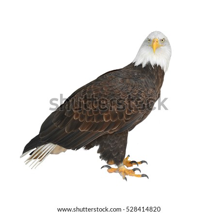 Bald eagle (Haliaeetus leucocephalus) on white background