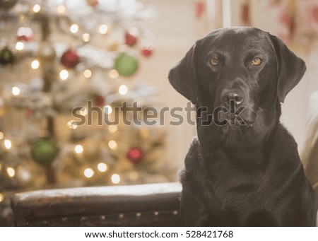 Labrador and Christmas tree