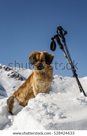 a dog sitting and trekking poles in the snow-covered hill in the mountains.