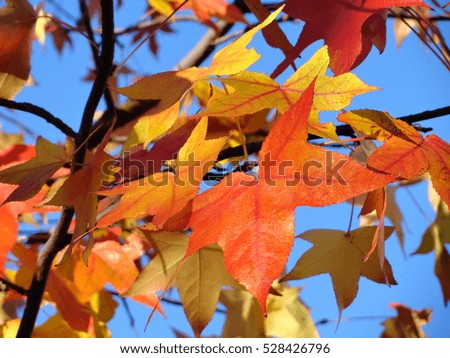 Maple leafs on a maple tree