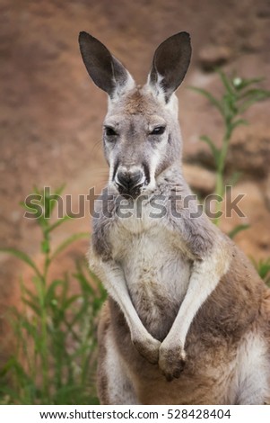 Red Kangaroo (Macropus rufus) all figure to graze on grass