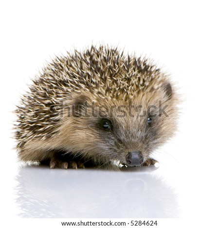 Young hedgehog (one month old) in front of a white background