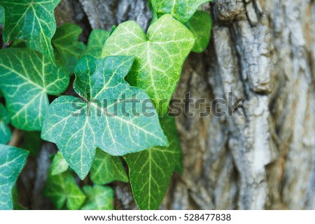 Close up of leaves on vine wrapping around tree trunk