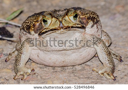 Rhinella sp. frog