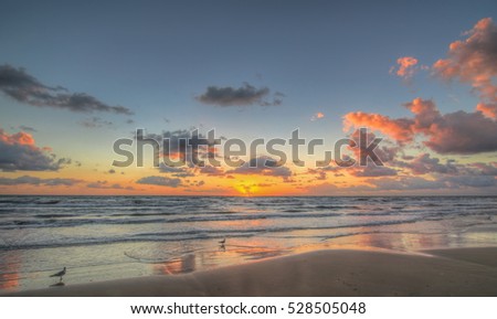 Seagulls at sunrise on South Padre Island Texas Royalty-Free Stock Photo #528505048
