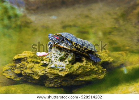 Beautiful turtle portrait on stone in small lake closeup