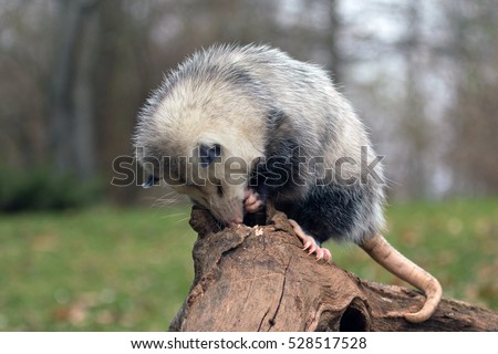 female possum looking for food in a log