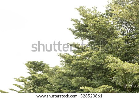 group of green leaf and sky,,green leaf from garden,green leaf make oxygen
