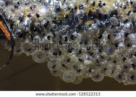 Close up of frog spawn frog eggs