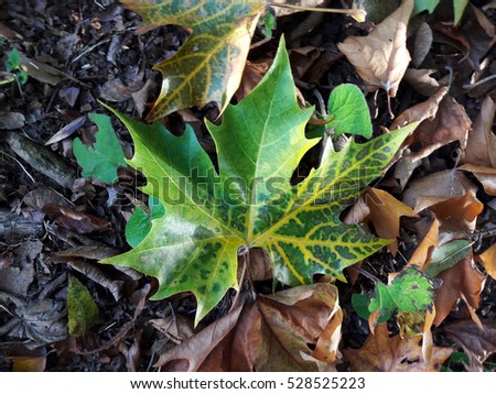 Beautiful green yellow maple leaf with interessting veign pattern, brown foliage, earth, Green maple leaf, dragon colors, close up, detail