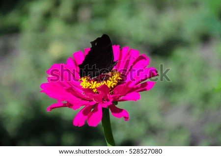 garden butterfly collects nectar on a red beautiful flower with beautiful stamens and pistil