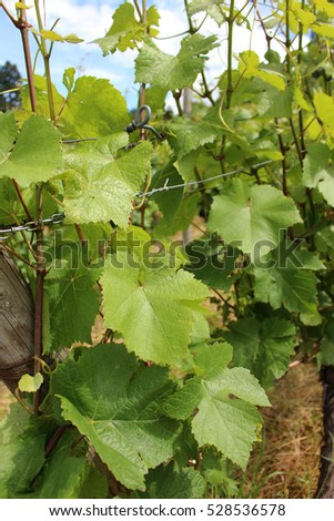 Detailed picture of freshly green grapevine leaves and branches in a vineyard, made in south of Germany, cloudy day
