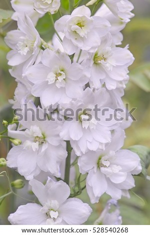 White semi double flowers of Larkspur 'Galahad' (Delphinium elatum) Pacific Hybrids Royalty-Free Stock Photo #528540268